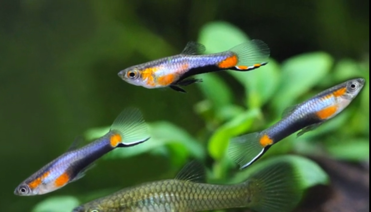 EBA CERTIFIED Endlers