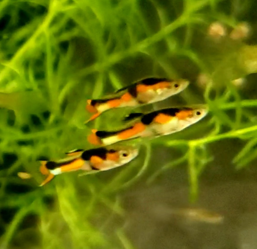 Assorted Endlers "Discounted"
