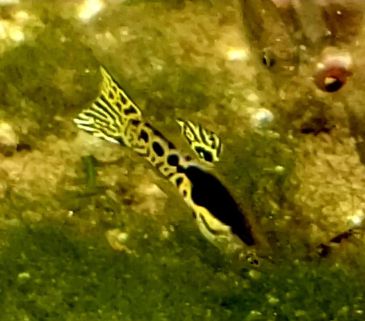Pure Cumana Yellow Tiger