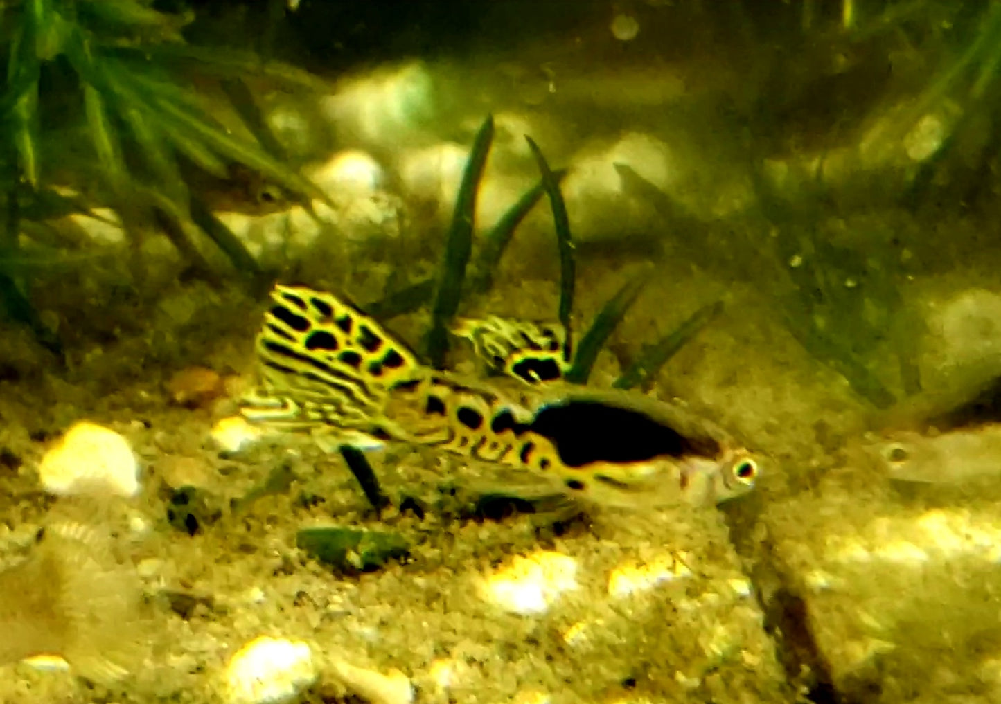 Pure Cumana Yellow Tiger