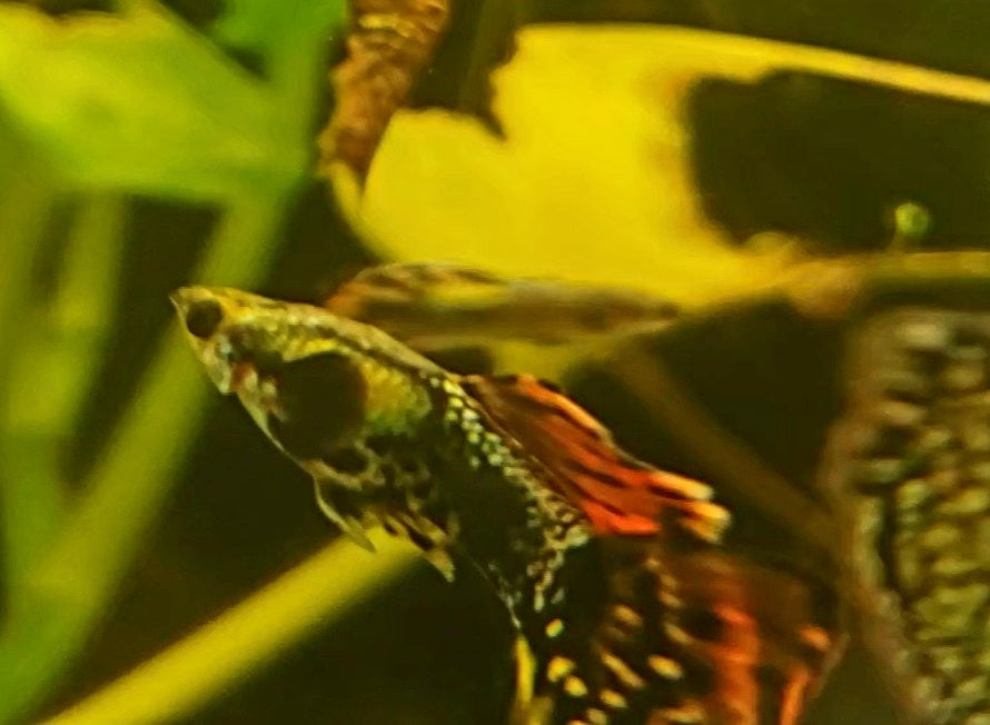 Assorted Fancy Guppy "Discounted"