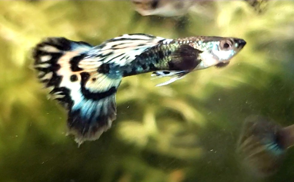 Assorted Fancy Guppy "Discounted"