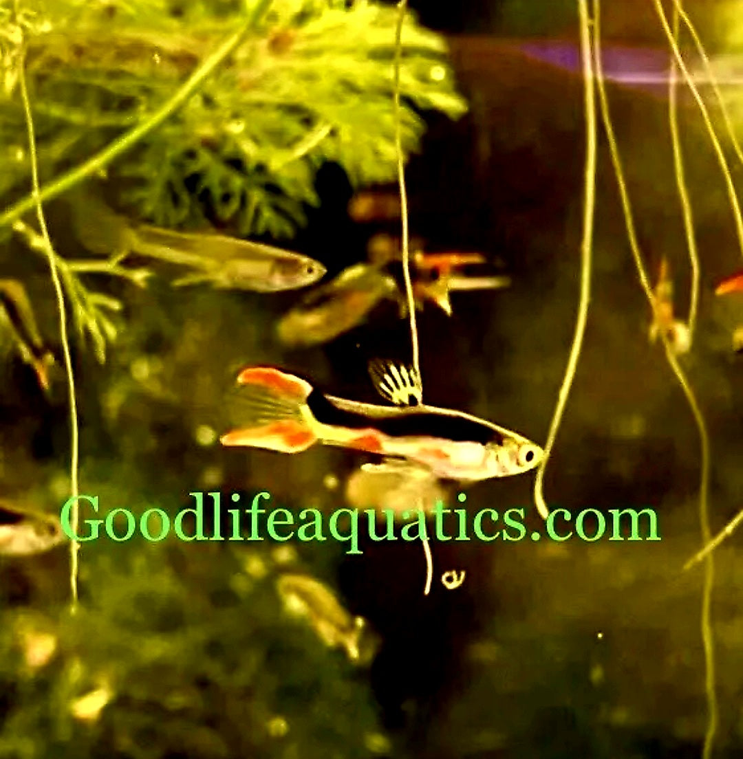 Pure Cumana Spanish Pinta Endler *EBA Certified*