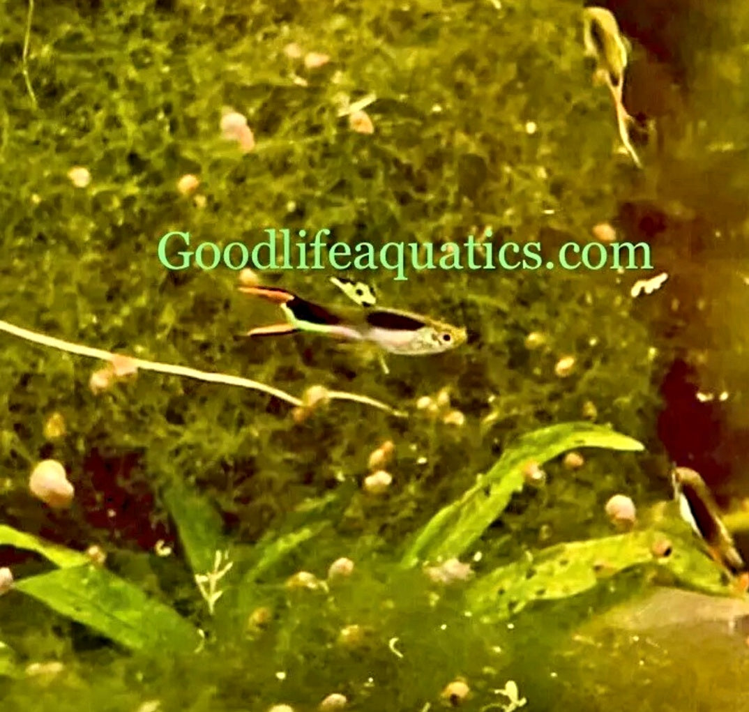 Pure Cumana Spanish Pinta Endler *EBA Certified*
