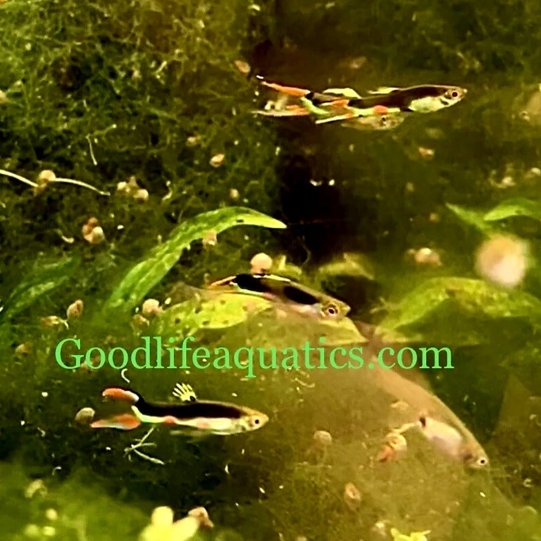 Pure Cumana Spanish Pinta Endler *EBA Certified*