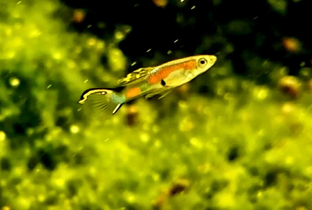 Pure Cumana, Yellow Top Sword Endler *EBA Certified*