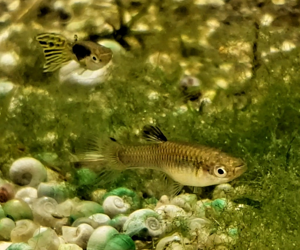 Pure Cumana Yellow Tiger
