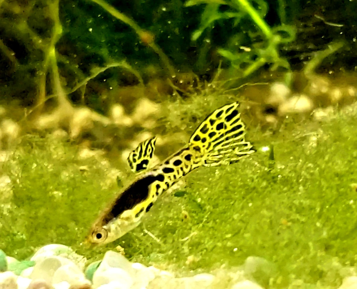 Pure Cumana Yellow Tiger