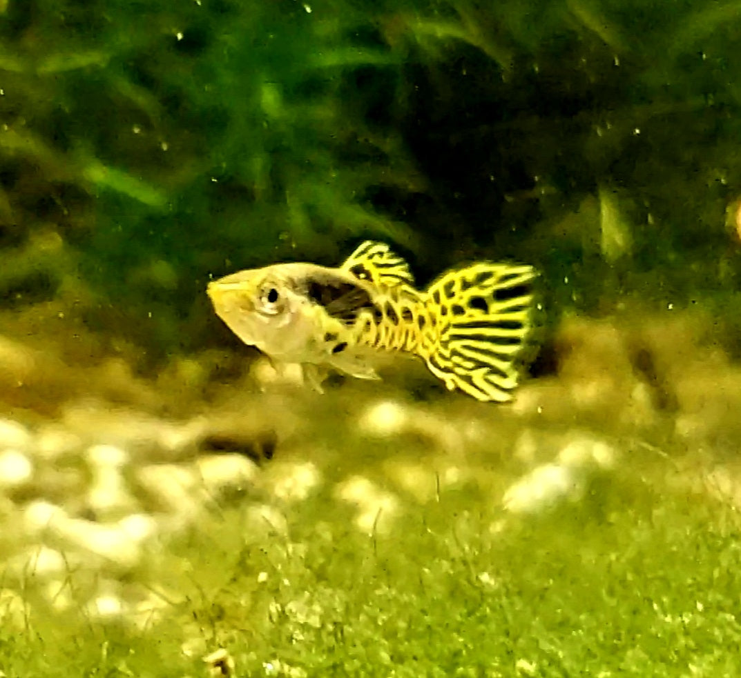 Pure Cumana Yellow Tiger