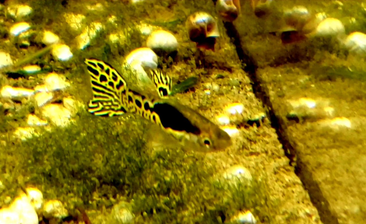 Pure Cumana Yellow Tiger