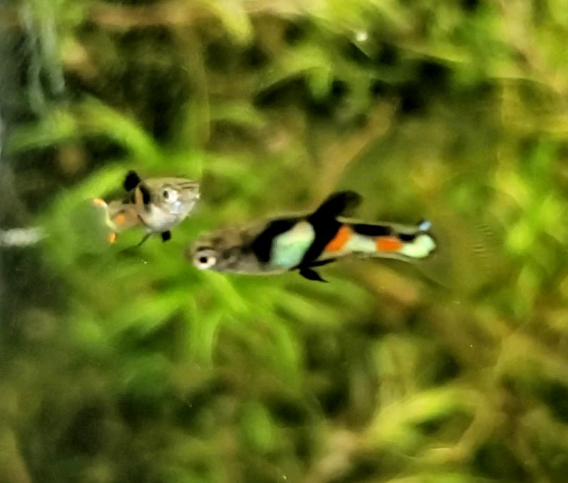 Genuine Campoma,  El Tigre Endler *EBA Certified*