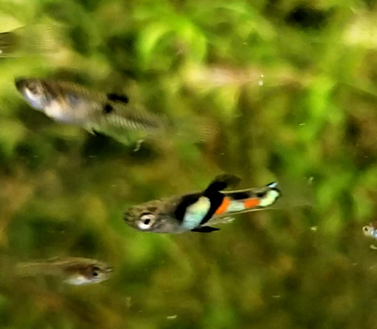 Genuine Campoma,  El Tigre Endler *EBA Certified*