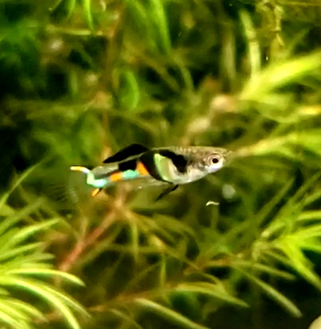 Genuine Campoma,  El Tigre Endler *EBA Certified*