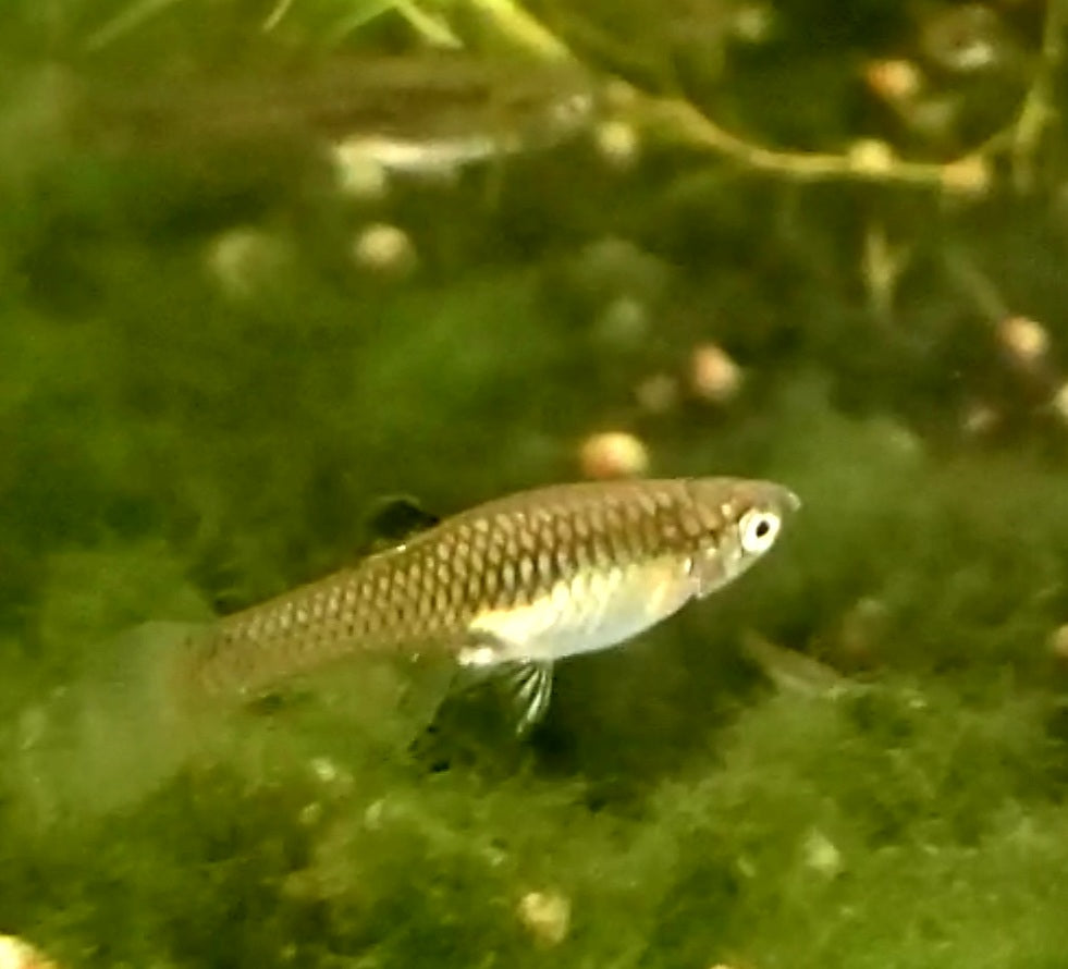 Genuine Campoma,  El Tigre Endler *EBA Certified*