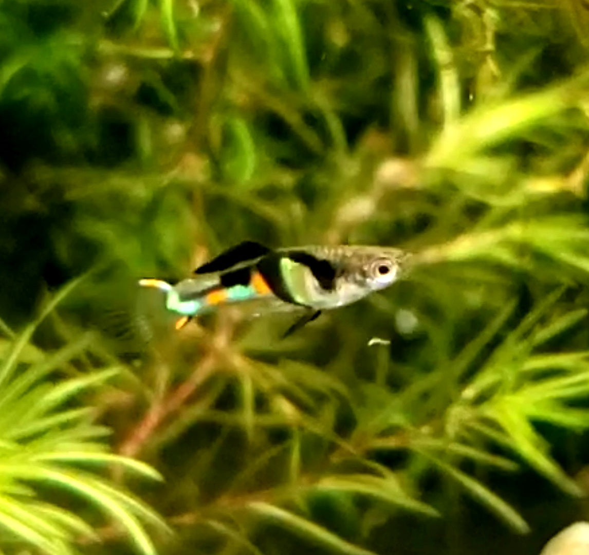 Genuine Campoma,  El Tigre Endler *EBA Certified*
