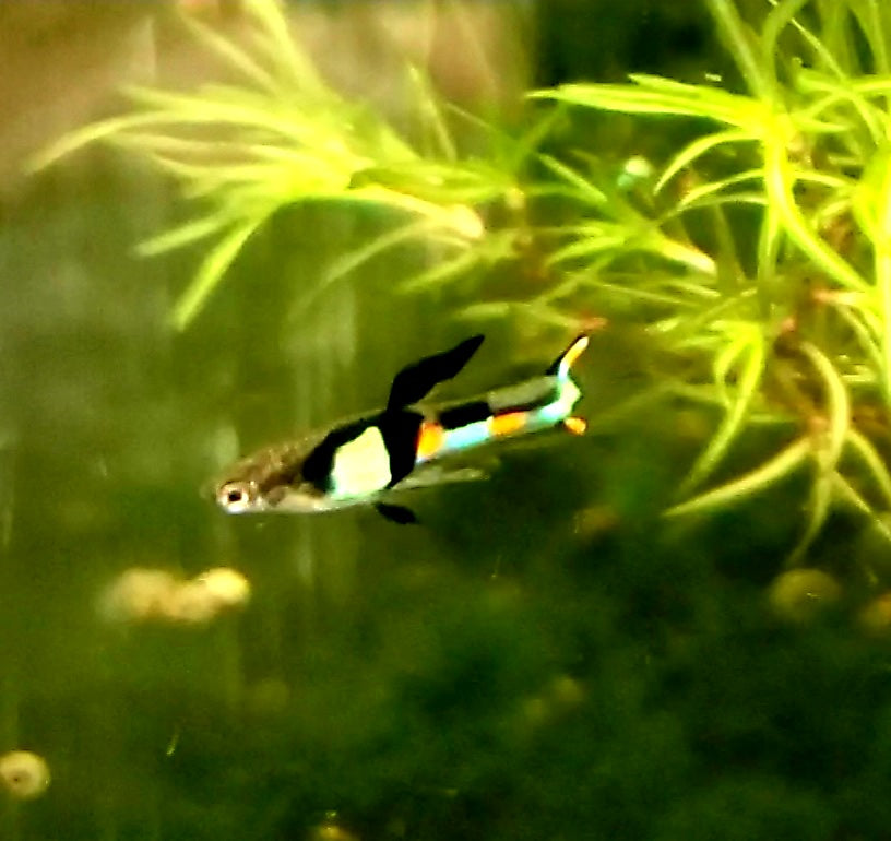 Genuine Campoma,  El Tigre Endler *EBA Certified*