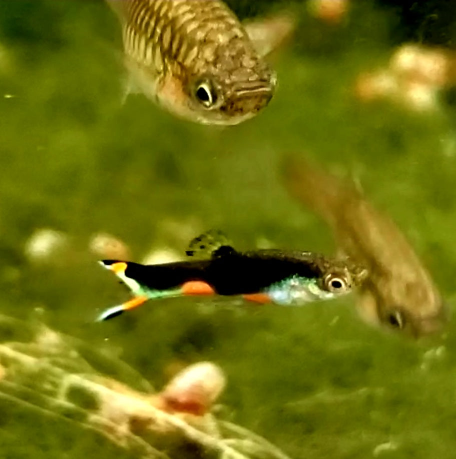 Assorted Endlers "Discounted"