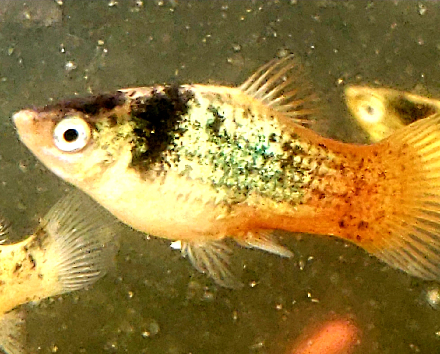 "BumbleBee" Maculatus Platy