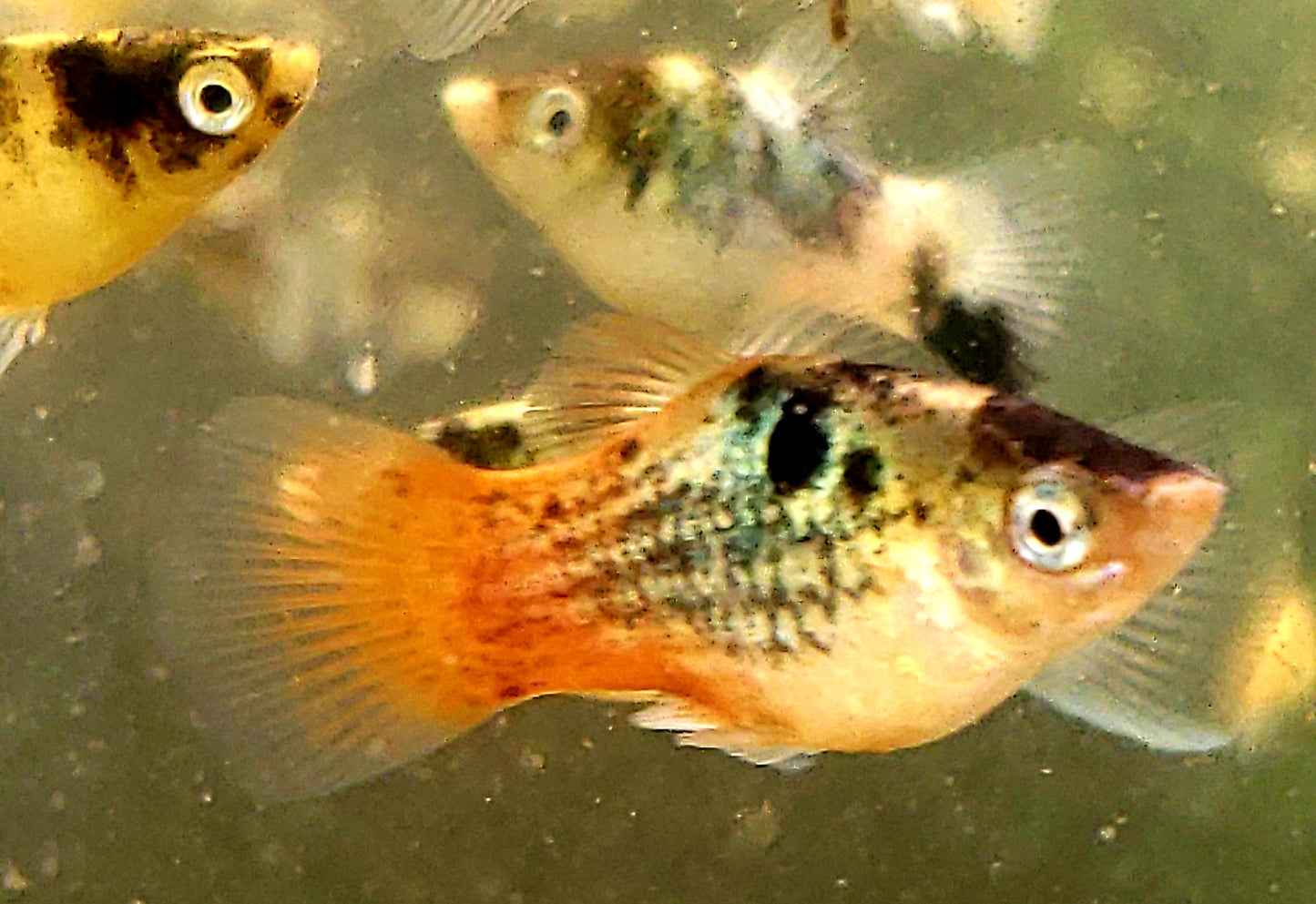 "BumbleBee" Maculatus Platy