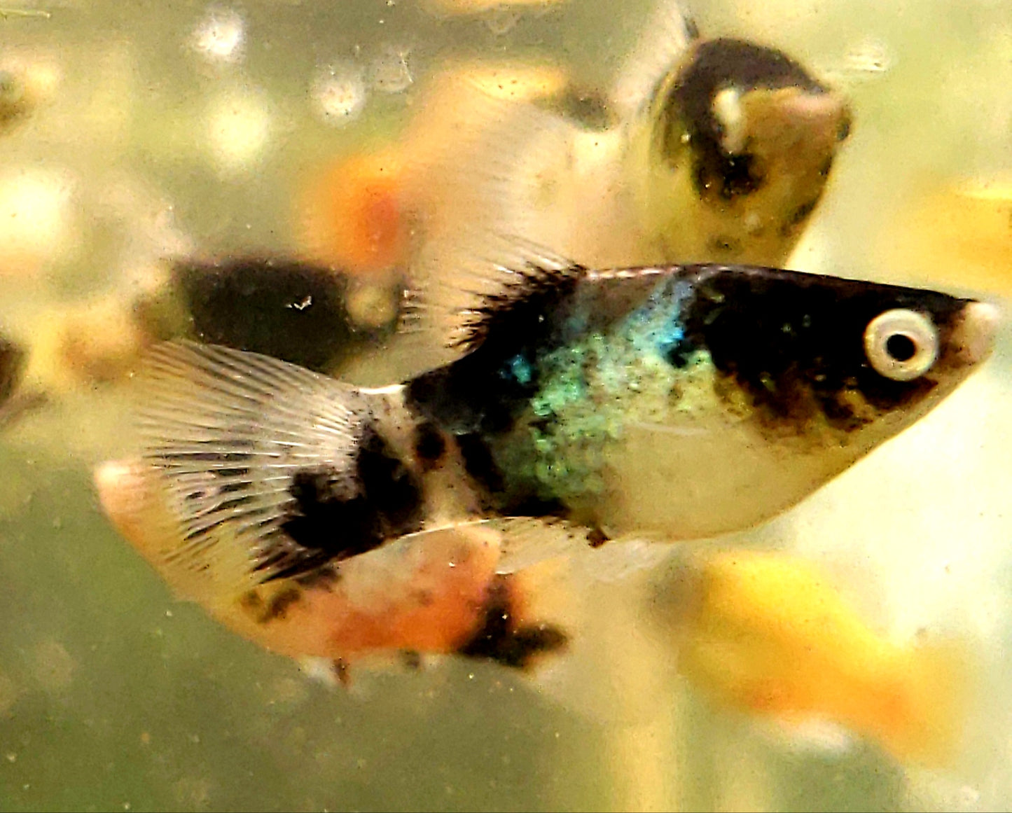 "BumbleBee" Maculatus Platy