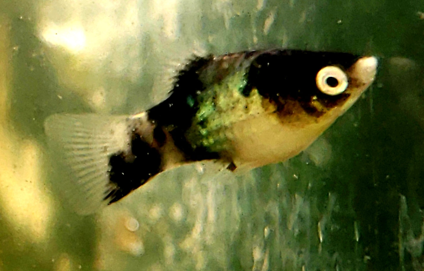 "BumbleBee" Maculatus Platy
