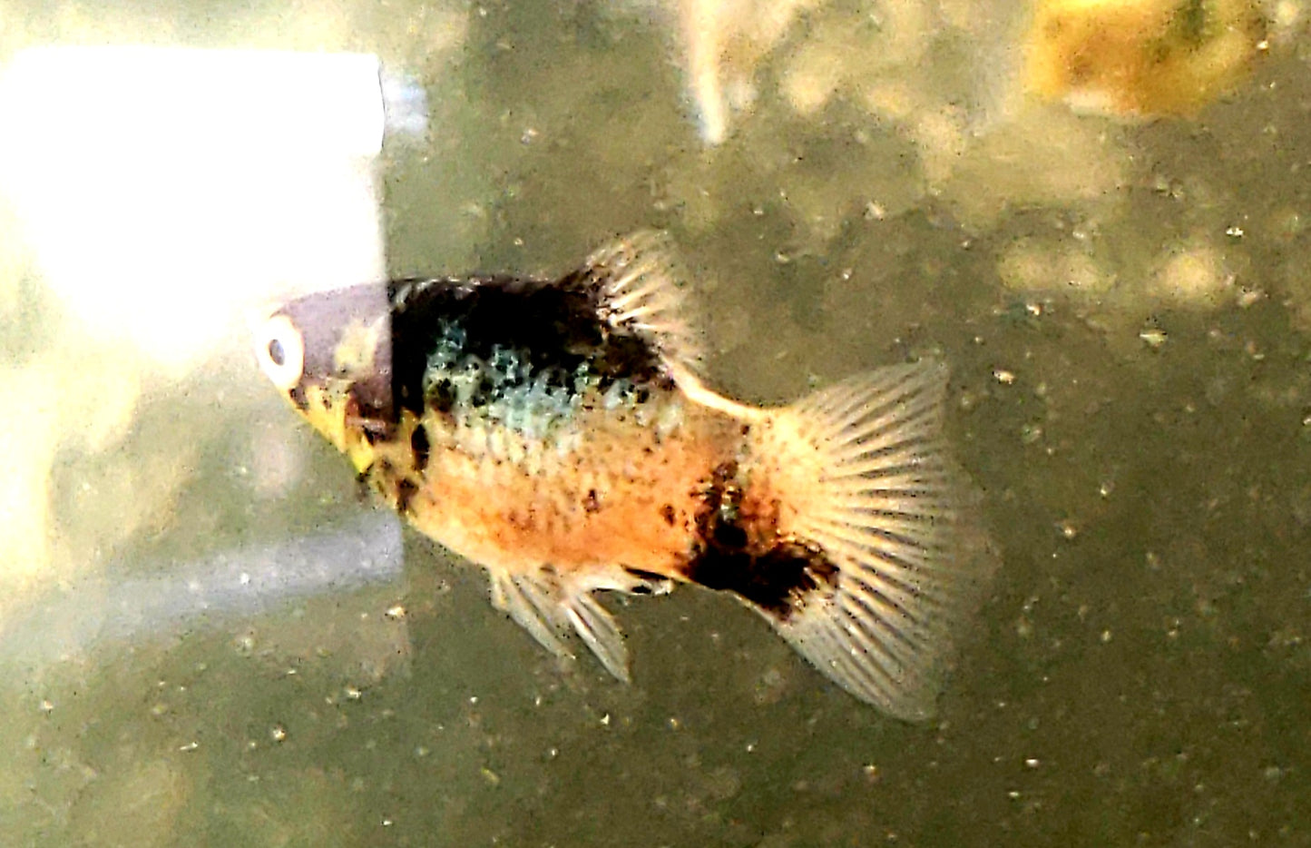"BumbleBee" Maculatus Platy