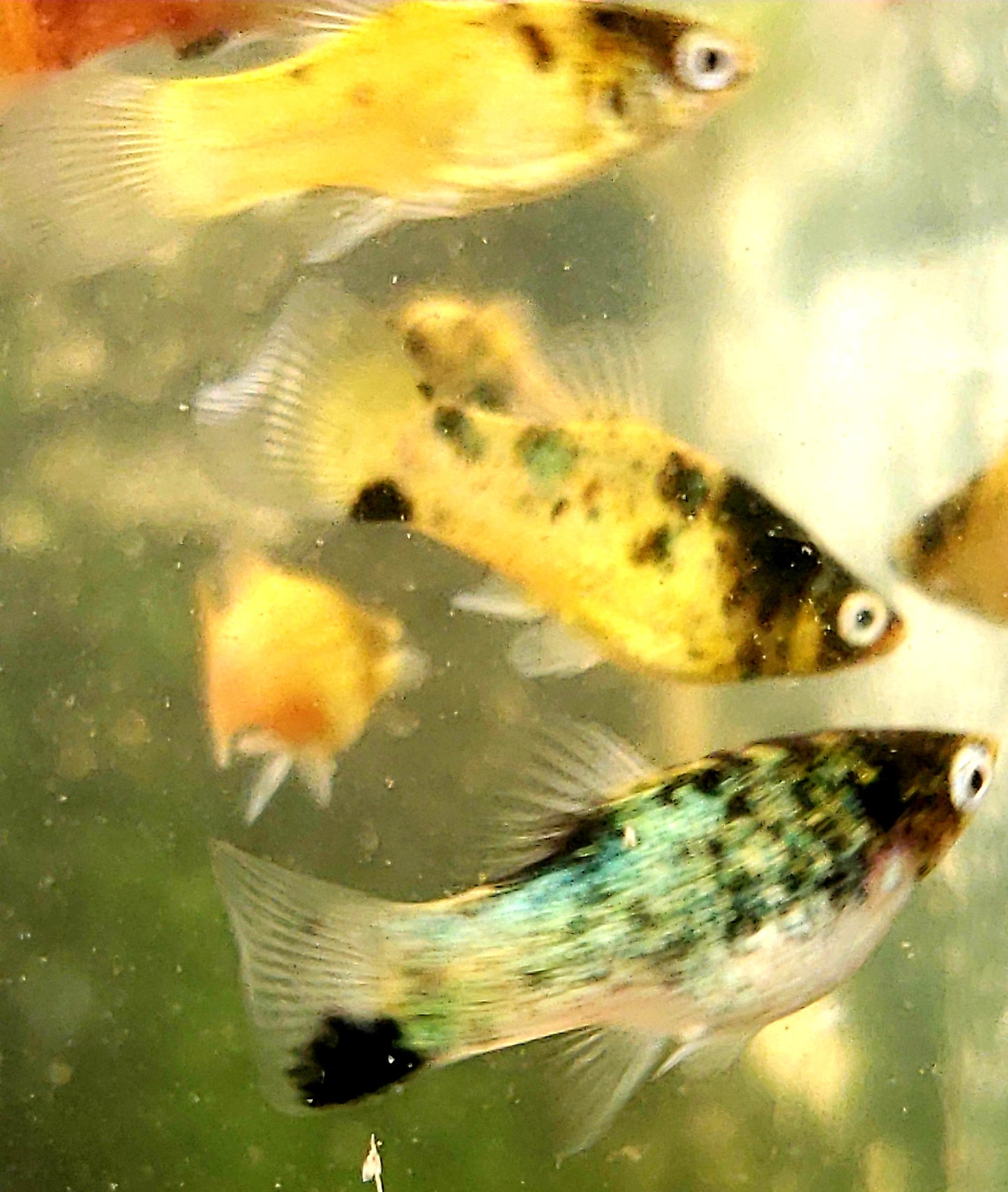 Assorted Platys "Discounted"