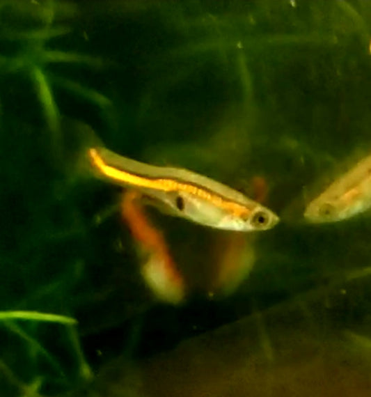 Pure Cumana El Salto Orangeline *EBA Certified*