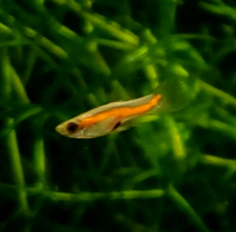 Assorted Endlers "Discounted"