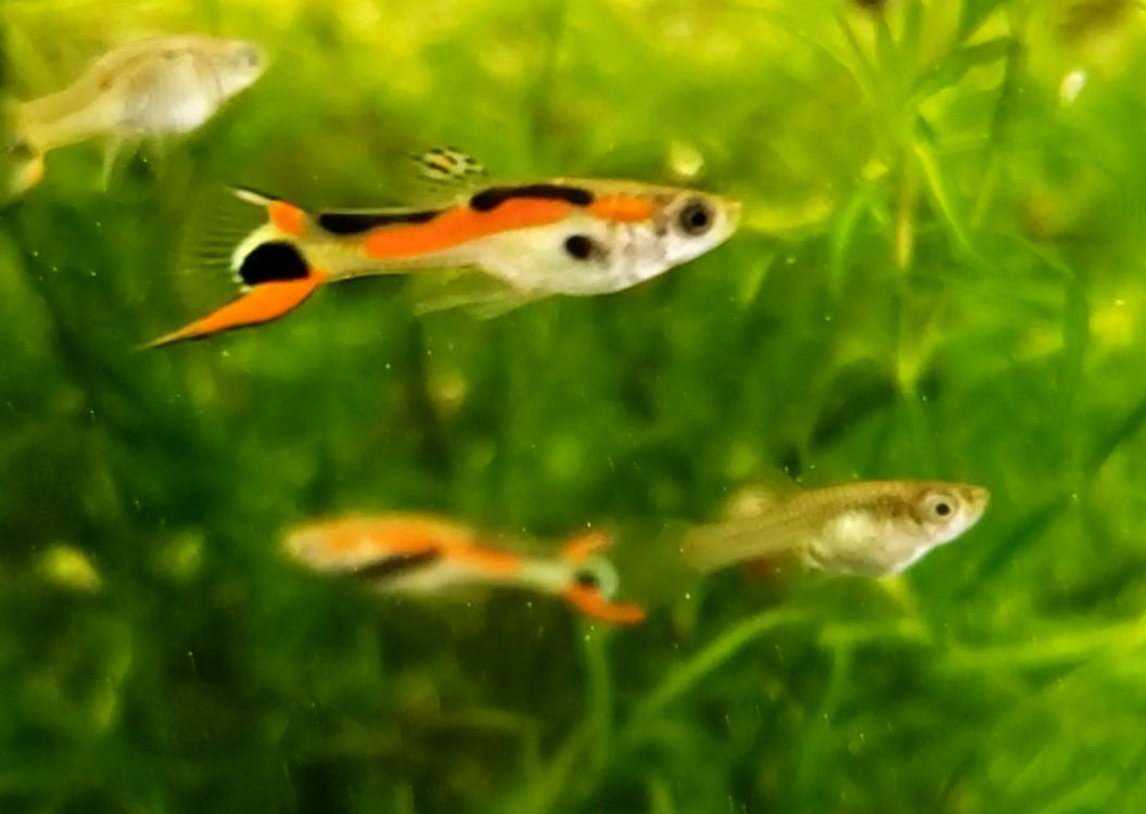 Assorted Endlers "Discounted"