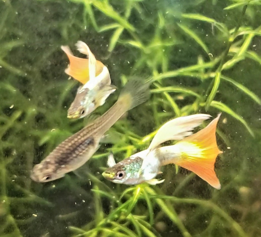 Sunflower Guppy