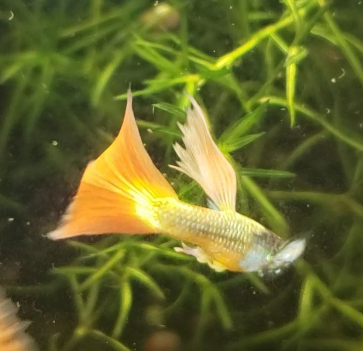 Sunflower Guppy