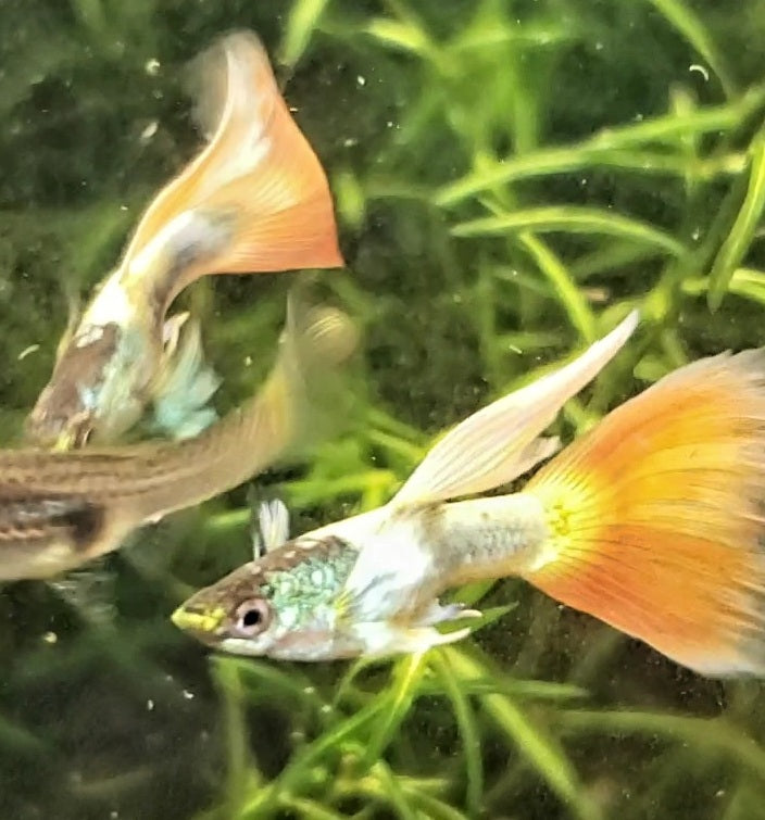 Sunflower Guppy