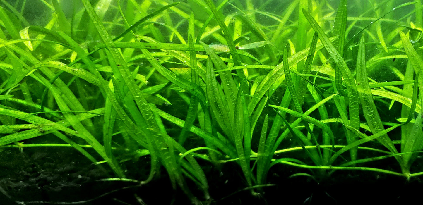 Dwarf Sagittaria