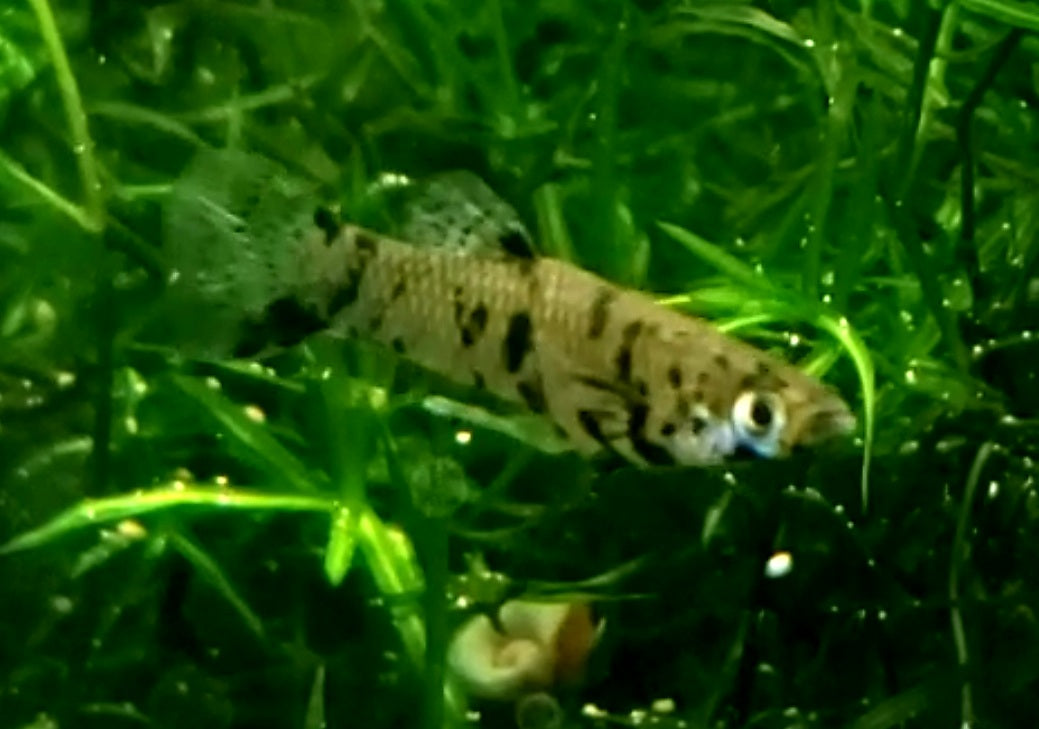 Dalmatian Gambusia holbrooki "Tank breed and raised, not wild caught"