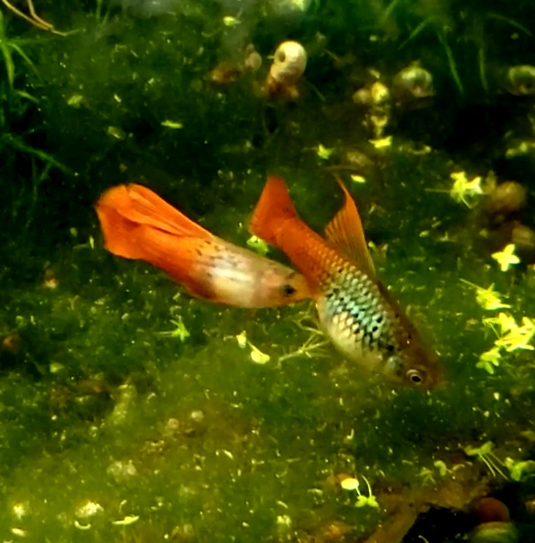 Neon Coral Hi-Fin Platy