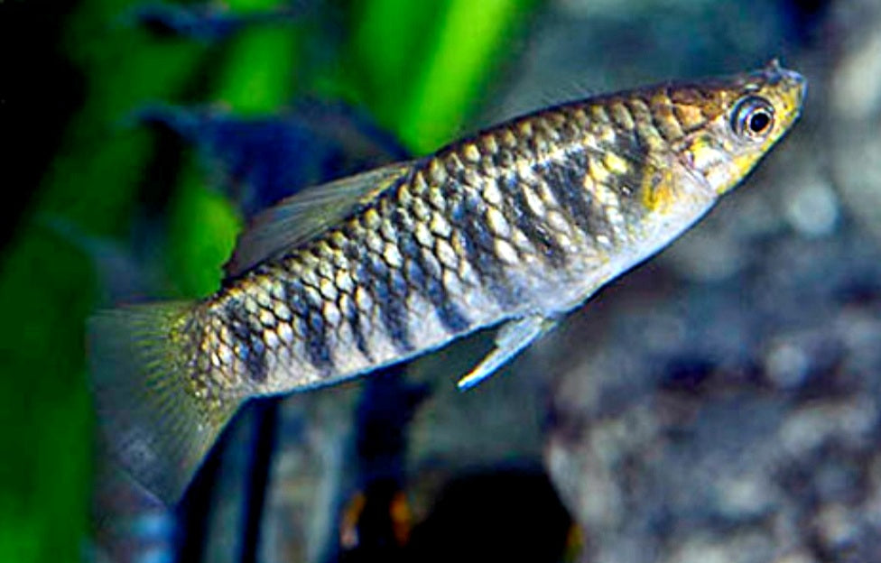 Endangered, Tiger Limia (Limia islai)
