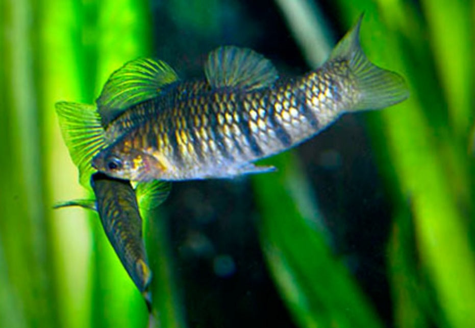 (Critically Endangered) Tiger Limia (Limia islai)