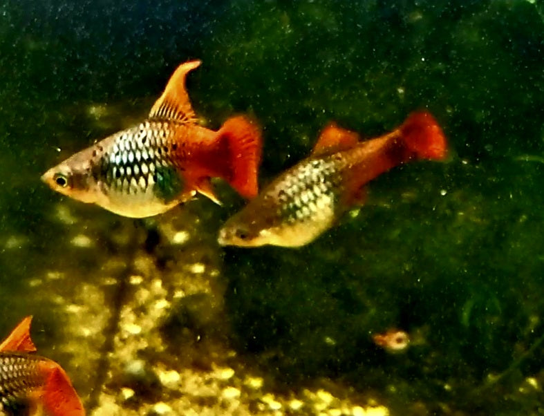Neon Coral Hi-Fin Platy