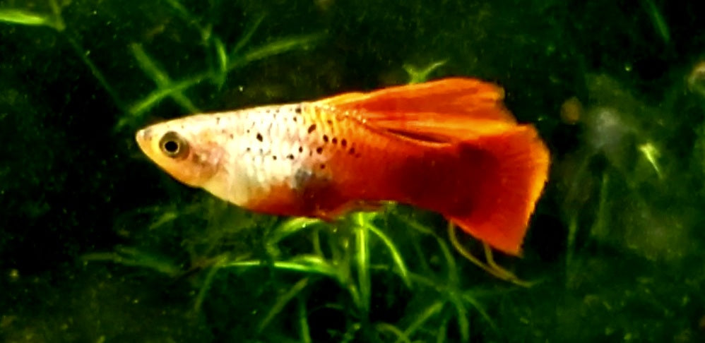Neon Coral Hi-Fin Platy