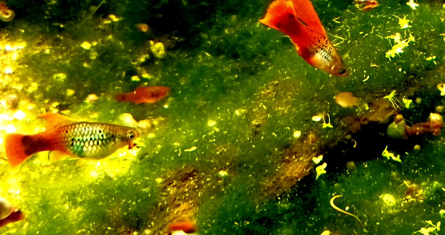 Neon Coral Hi-Fin Platy