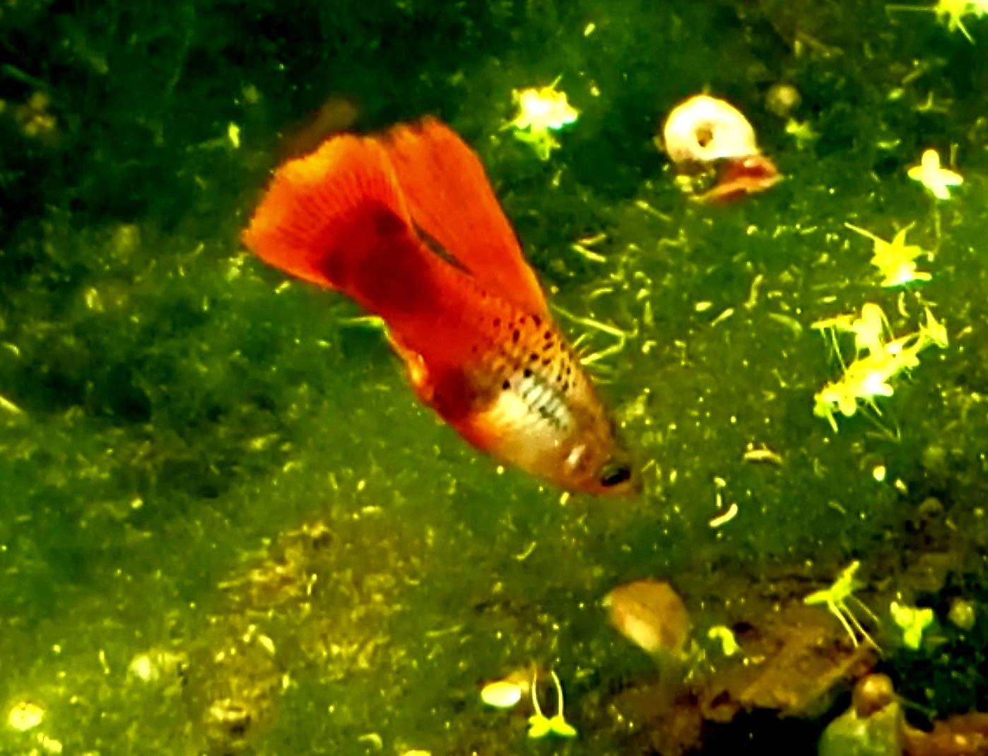 Neon Coral Hi-Fin Platy