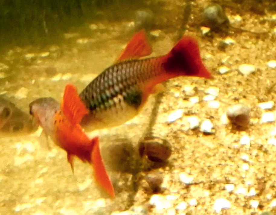 Neon Coral Hi-Fin Platy