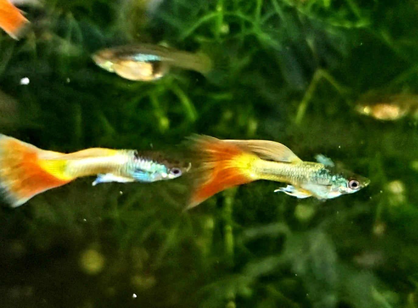 Sunflower Guppy