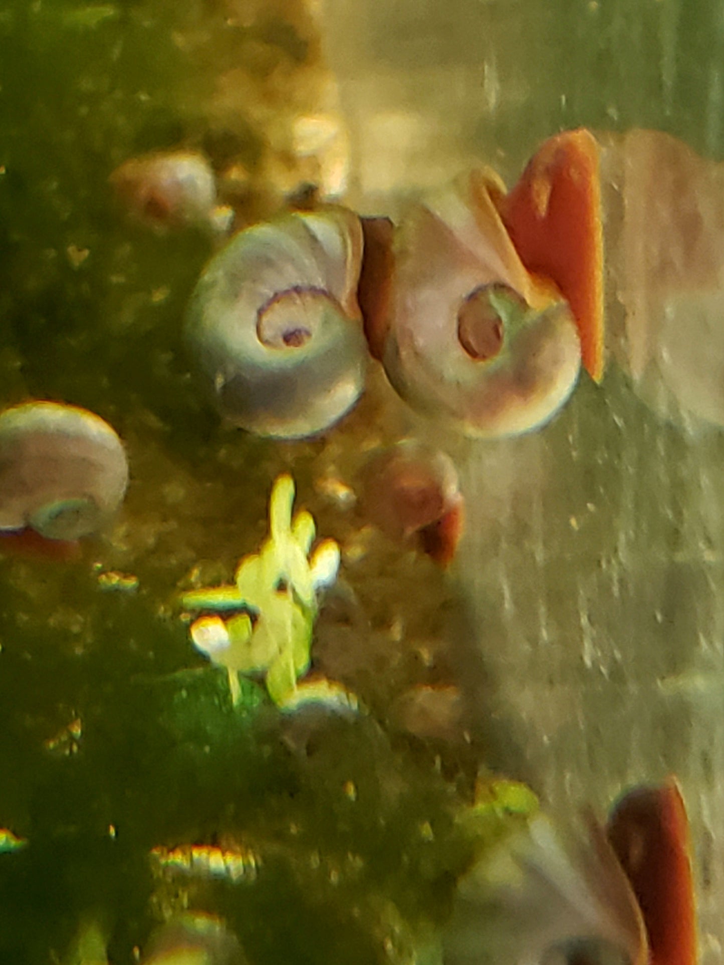 Ramshorn Snails, Feeder