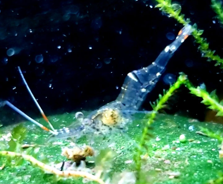 Ghost Shrimp