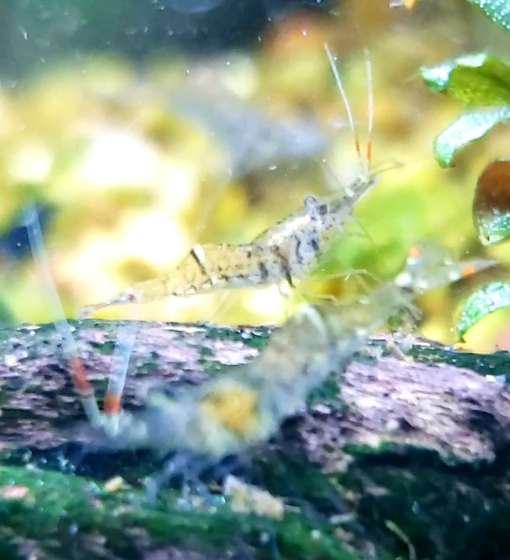 Ghost Shrimp