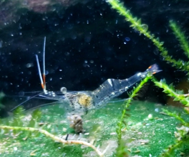 Ghost Shrimp