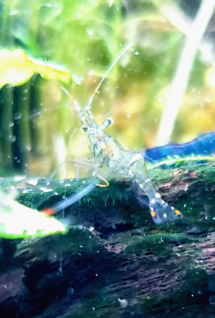 Ghost Shrimp