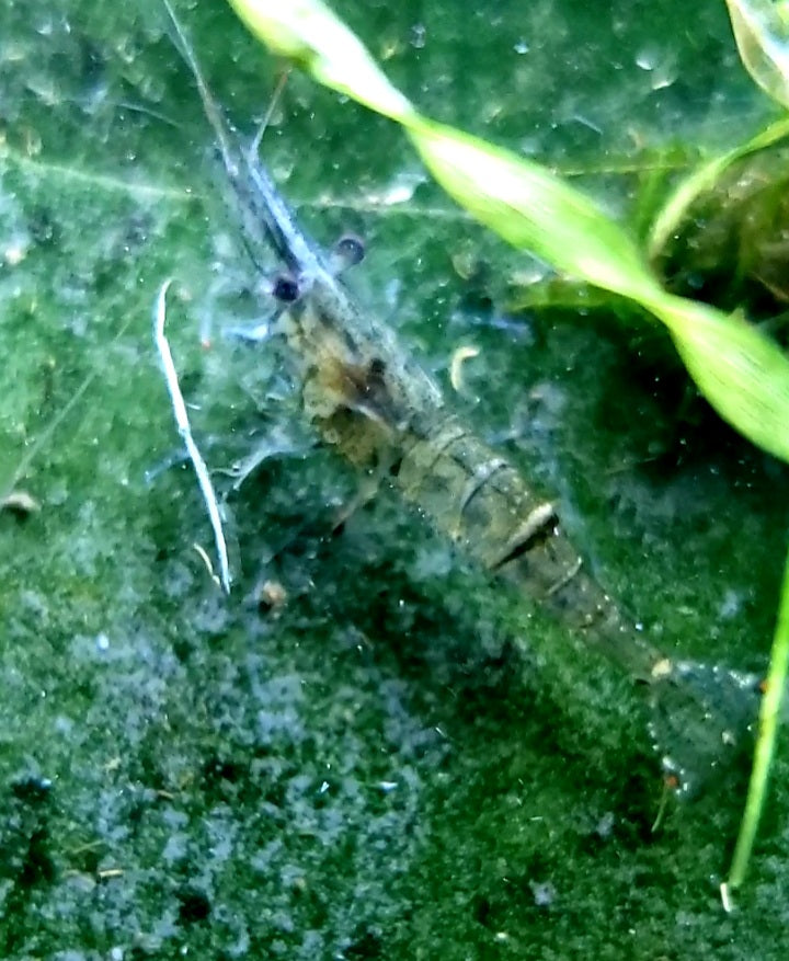 Ghost Shrimp